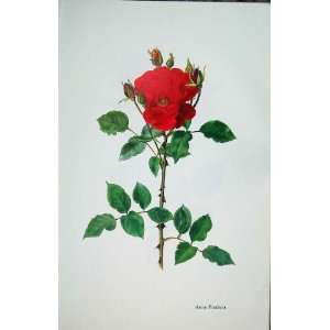 Anne Poulsen Rose By Lotte Gunhart 1965 Watercolour