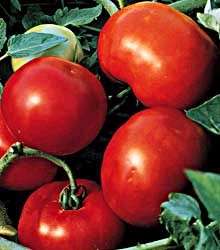 Early Goliath Tomato 4 Plants   Blemish Free   Prolific  