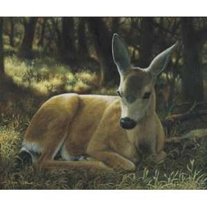  Resting Mule Deer    Print