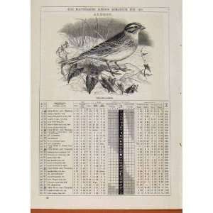   Yellow Hammer Bird 1875 August Events Diary Old Print