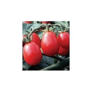  Tomato Grape Chiquita F1 20 Seeds per Packet Patio, Lawn 