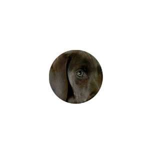  Weimaraner Puppy Dog 1in Button C0637 