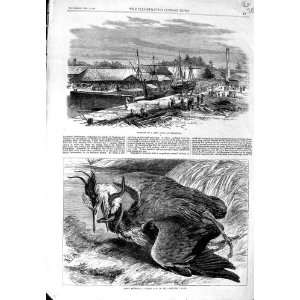  1869 NEW DOCK SINGAPORE SHIPS HERON BIRD EEL FIGHT