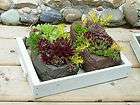 Table Top Stone Rock Pot Planter TP013