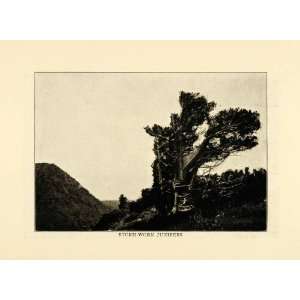  1915 Print Juniper Tree Mountain Cliff Peak Summit 