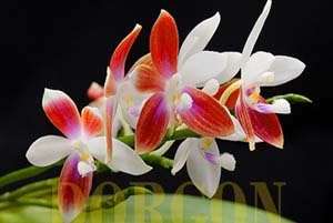 Phalaenopsis Japanese Tetras Koi Alba Orchid Flask Est  20 Fresh 