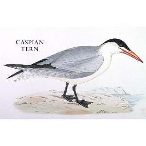 Birds Caspian Tern Sheet of 21 Personalised Glossy Stickers or Labels