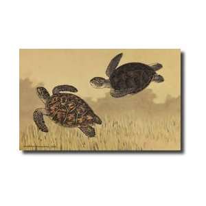 Marine Turtles Giclee Print
