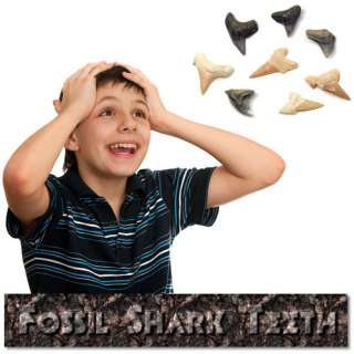 Kids Educational Fun Fossil Shark Teeth Pack  