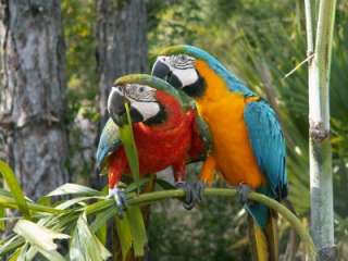 Magnet Macaws Parrots Red Blue Green Yellow Bird Birds  