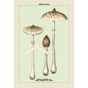  Vintage Art Edible Fungi Parasol Mushroom   04910 3