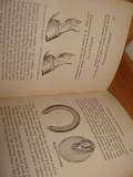 Antique BLACKSMITHING Book 1900 BLACKSMITH Farrier ANVIL Horse shoeing 