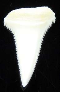 962 Lower Modern Great white shark tooth (teeth)   