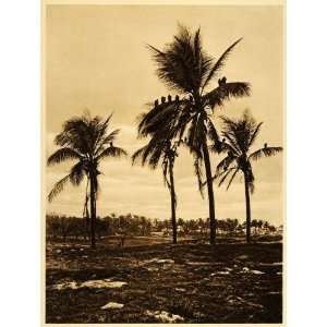  1925 Vultures Palms Veracruz Mexico Brehme Photogravure 
