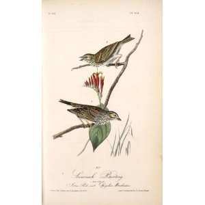  John James Audubon   24 x 40 inches   Savannah Bunt