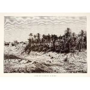  1890 Wood Engraving Palmeral Elche Alicante Spain Palm 