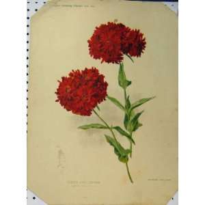  Double Rose Campion Flowers 1897 Red Green Stem Print 