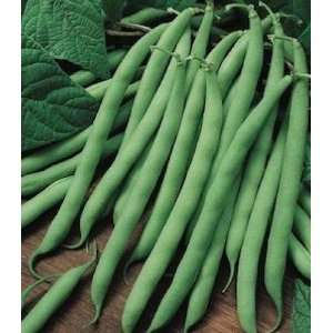  50 BLUE LAKE POLE BEAN Seeds Stringless by Seeds and 