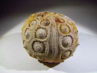High quality   Fossil regular see urchin echinoid Drocidaris sp. from 