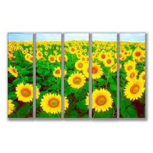   Range Sun Flowers 5 Panels Canvases Photos Framed 