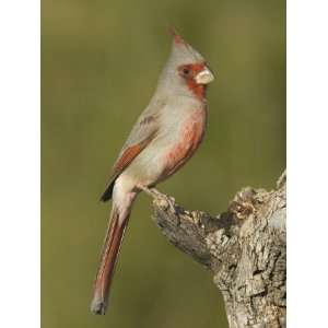  Pyrrhuloxia Male (Cardinalis Sinuatus) on an Oak Branch 