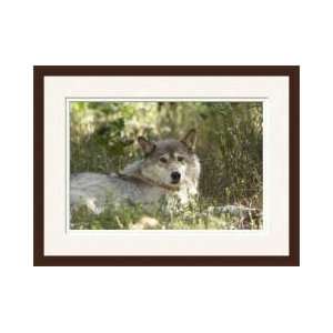  Lying Gray Wolf Billings Montana Framed Giclee Print