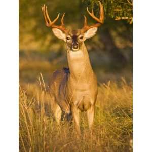  White Tailed Deer in Autumn, South Texas, USA Photographic 