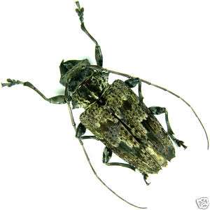 Insect   Cerambycidae/long arms 2  Peru  Female 25 35mm  