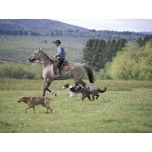  Cowboy in Irrigated Pasture, Chubut Province, Cholila 