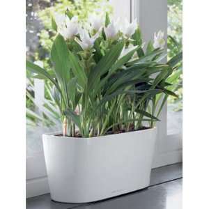    Watering Planter for Windowsills/Small Spaces Patio, Lawn & Garden