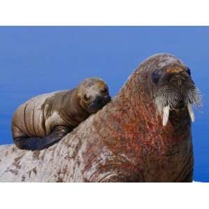  An Atlantic Walrus Pup Rests on its Mother Stretched 
