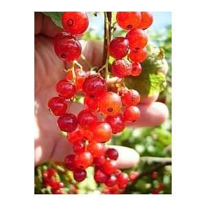 RED CURRANT BERRY BUSH *Rare*SHOWY*Ornamental*E Z GRO*15 seeds*FRUITS 