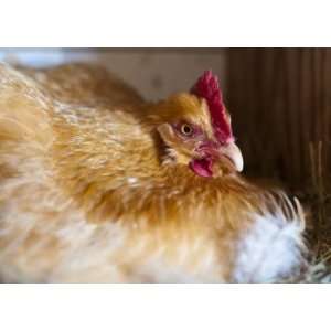  cluck cluck, Limited Edition Photograph, Home Decor 