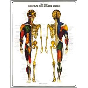 Male Muscular and Skeletal System Anatomy Chart  