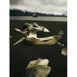  Old Whale Bones on a Black Sand Beach, with a Boat 