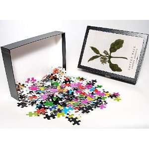   Jigsaw Puzzle of Plants/coffea Arabica from Mary Evans Toys & Games