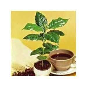  Kona Coffee Bean 15 Tree Seeds  Coffea gourmet tropical 