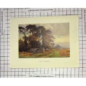   COLOUR PRINT VIEW GIPSIES CAMP COLDHARBOUR HASLEHUST
