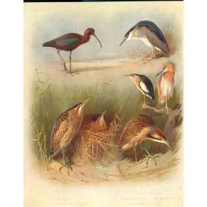  Large Thorburn Birds Glossy Ibis, Night Heron, Bittern 