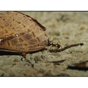  An Ant Uses its Powerful Jaws to Restrain a Moth by its 
