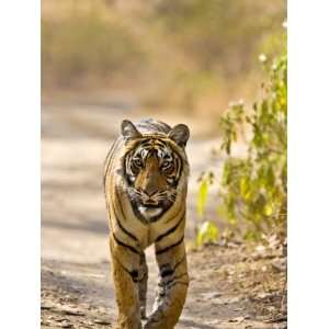 Bengal Tiger Walking on Track, Ranthambhore Np, Rajasthan, India 