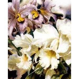 Darryl Trott   Orchids I 