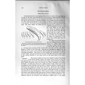    NATURAL HISTORY 1894 UPPER TEETH ELEPHANT SEA PRINT