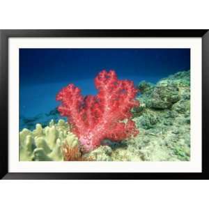  Reef Scene with Soft Coral, Fiji Animals Framed 