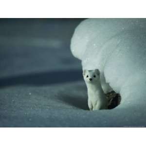  A Long Tailed Weasel Stands Alertly Beneath a Snowbank 