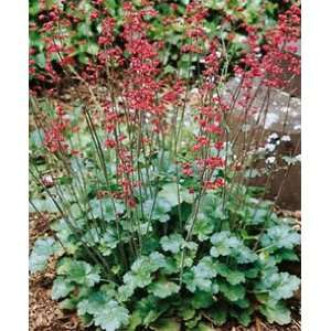  Heuchera   Coral Bells   Coral Cloud Patio, Lawn 