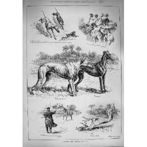  1884 Hare Coursing Gosforth Gold Cup Dogs Nimrod