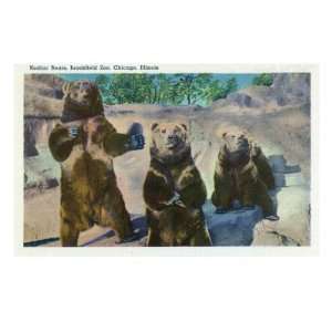   Bears in the Brookfield Zoo Giclee Poster Print, 18x24