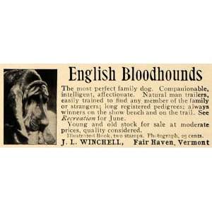  1907 Ad English Bloodhound Dog J L Winchell Fair Haven 