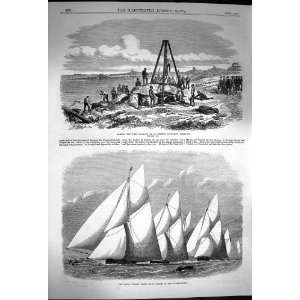    1870 Cutter Match Yachts Capstone Cromlech Guernsey